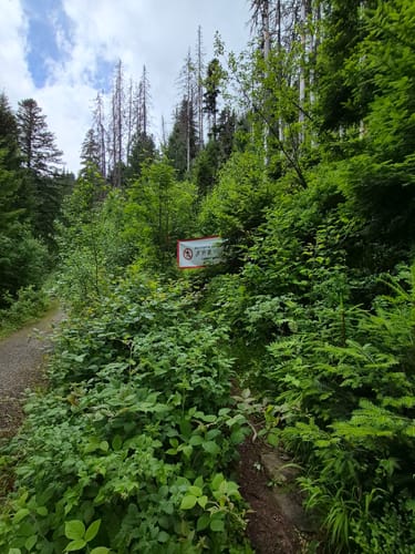 Rund um den Huzenbachsee
