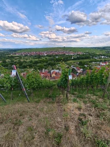 Dschungelpfad und Weinbergsaussicht