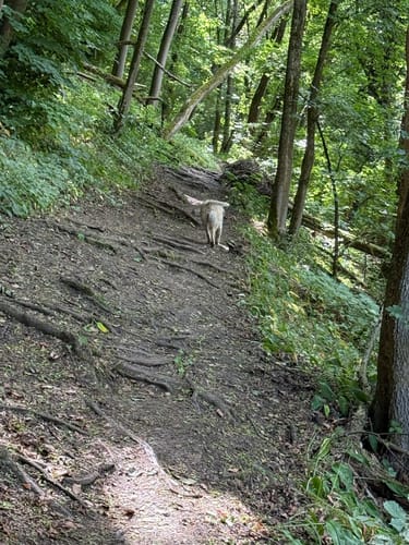 Dschungelpfad und Weinbergsaussicht