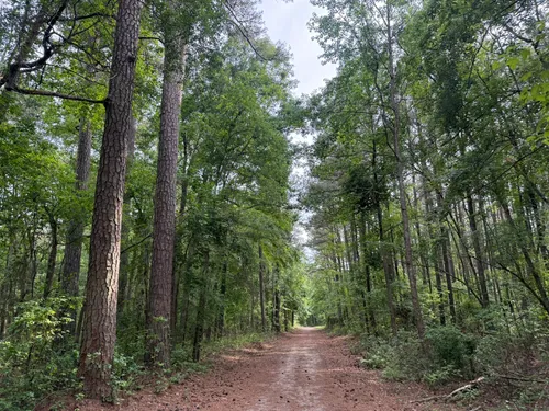 Best forest trails in Redden State Forest | AllTrails