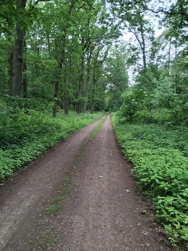 Hohes Holz über Edelberg
