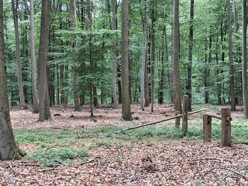 Hohes Holz über Edelberg