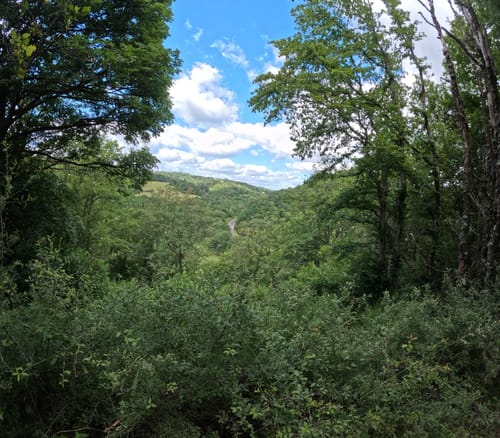 Nahesteig (Premiumwanderweg)