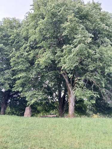 Um den Jusiberg
