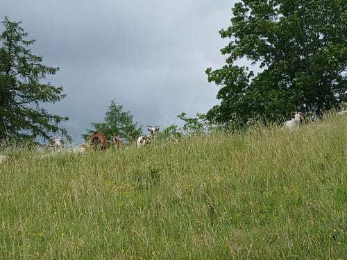 Um den Jusiberg