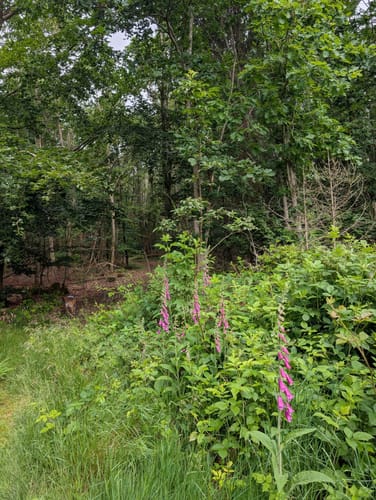 Köhlerpfad am Steinbach (Traumschleife)