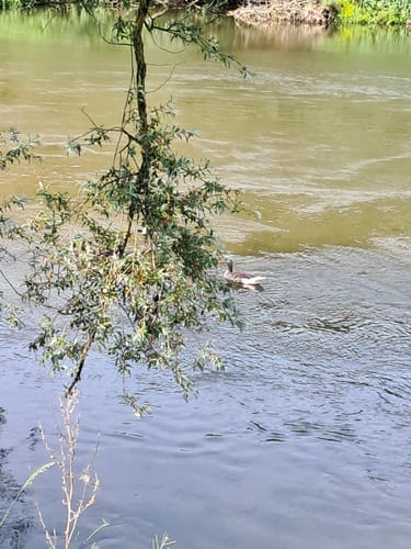 Ruhrschleife bei Hattingen