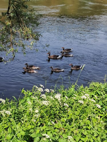 Ruhrschleife bei Hattingen
