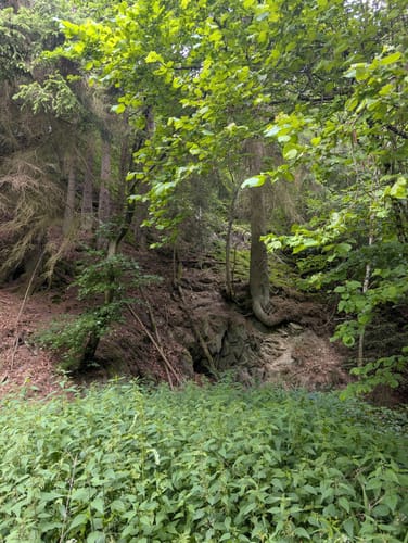Köhlerpfad am Steinbach (Traumschleife)