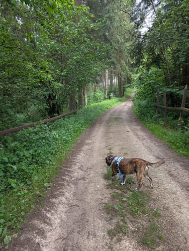 Köhlerpfad am Steinbach (Traumschleife)