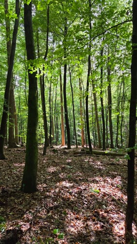 Bad Salzuflen Rundweg 8