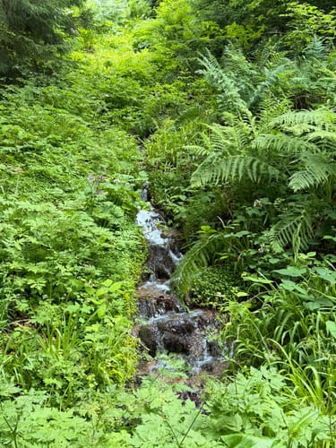 Fischfelsen Wasserfall