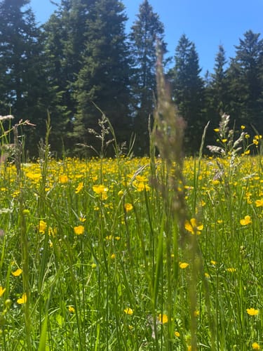 Von Tegernsee auf die Kreuzbergalm