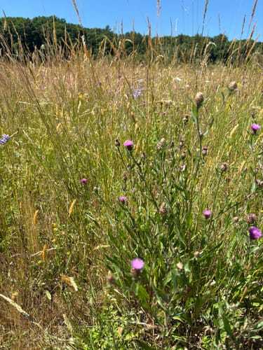 Zur Ölmühle am Lambertsbach