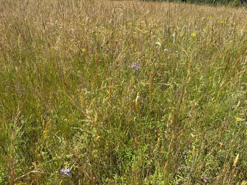 Zur Ölmühle am Lambertsbach