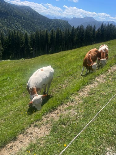 Von Tegernsee auf die Kreuzbergalm