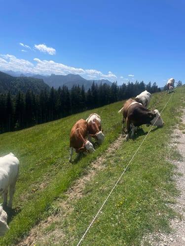 Von Tegernsee auf die Kreuzbergalm