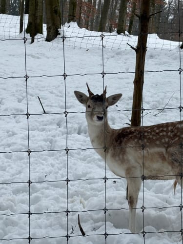 Wildpark Hundshaupten