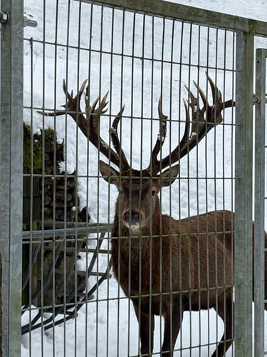 Wildpark Hundshaupten