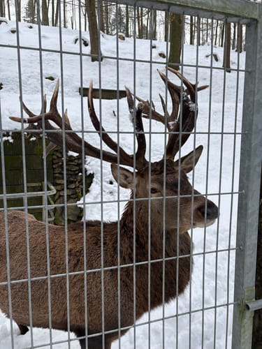 Wildpark Hundshaupten