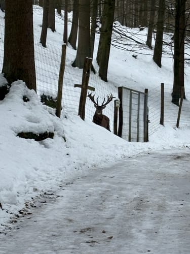 Wildpark Hundshaupten