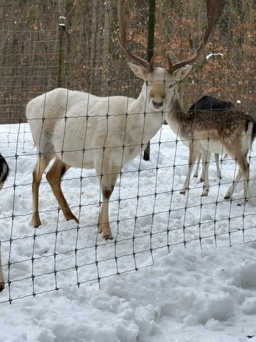 Wildpark Hundshaupten