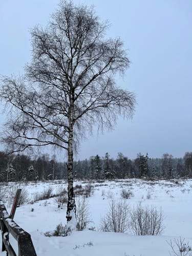 Lebensraumroute Hochmoor Mecklenbruch (große Runde)