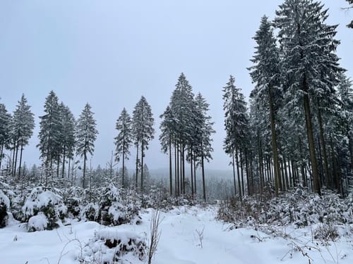 Lebensraumroute Hochmoor Mecklenbruch (große Runde)