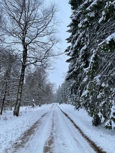 Lebensraumroute Hochmoor Mecklenbruch (große Runde)