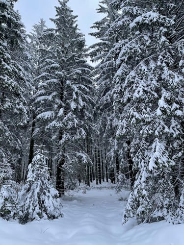 Lebensraumroute Hochmoor Mecklenbruch (große Runde)