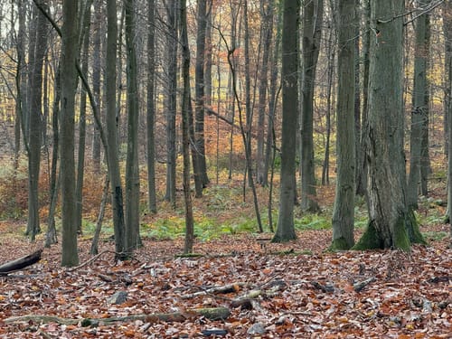 Grumsin - Großer Schwarzer See - Kleiner Grumsinsee