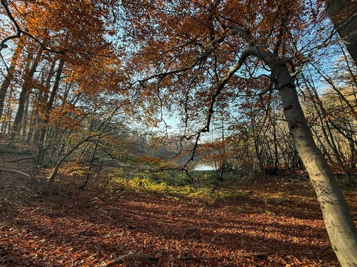 Grumsin - Großer Schwarzer See - Kleiner Grumsinsee