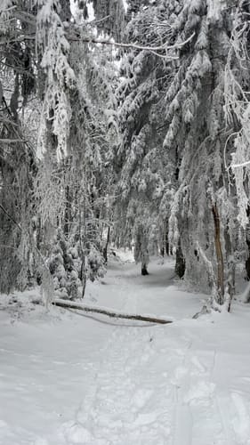 Rennsteig Etappe 7: Spechtsbrunn - Brennersgrün