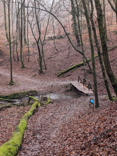 Tiefenbach-Pfad (Premiumwanderweg)