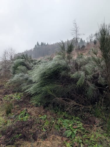 Tiefenbach-Pfad (Premiumwanderweg)