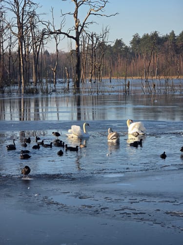 Durch die Kirchhellener Heide zum Heidesee