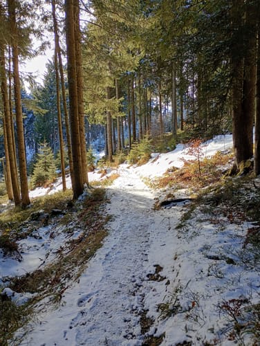 Stoiseralm ab Farnbichlalm