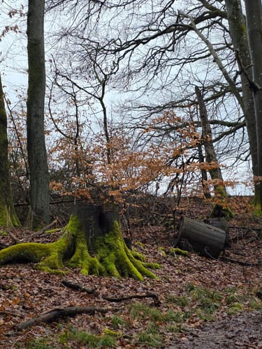 5-Weiher-Tour (Premiumwanderweg)