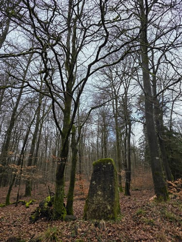 5-Weiher-Tour (Premiumwanderweg)
