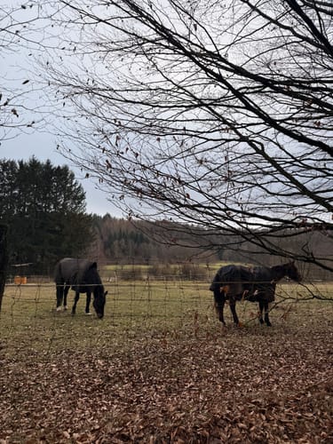 Trippstadt Rundweg 4: Karlstalrundweg