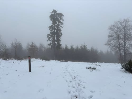 Rothaarsteig-Spur Dill-Bergtour