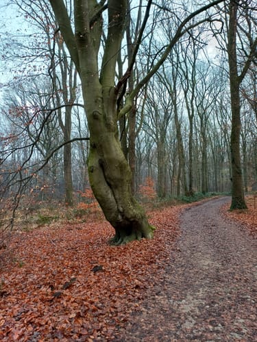 Niederkrüchten Mührather Hof: Zwei Seen Runde (alternativ)