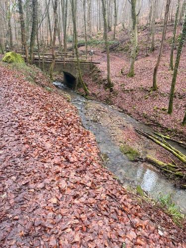 Vom Felsenweiher entlang dem Gutenbach