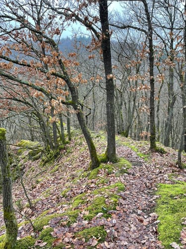 Eisenbachtal (WällerTour)