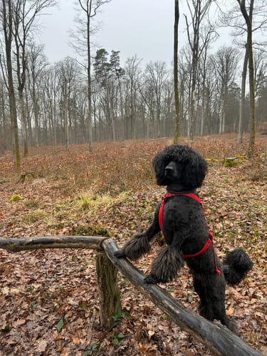 Rundwanderung im Hardtwald