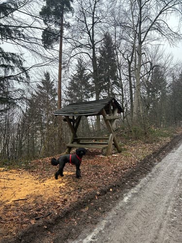 Rundwanderung im Hardtwald