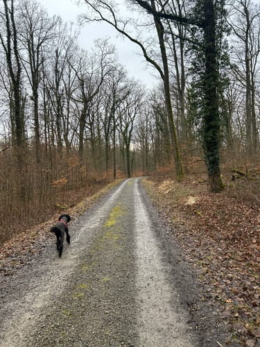 Rundwanderung im Hardtwald