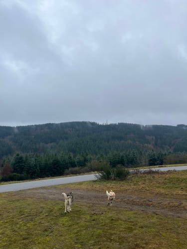 Bergheidenweg (Traumpfad)