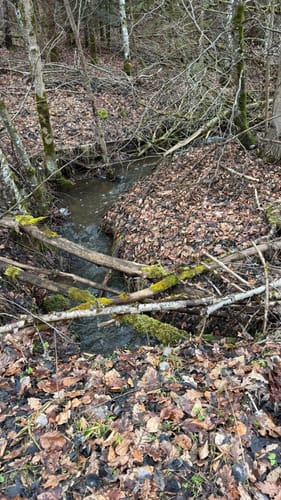 Waldwanderung im Feuchtlach