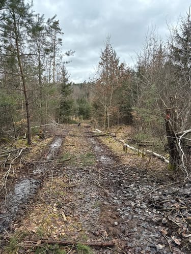 Waldwanderung im Feuchtlach